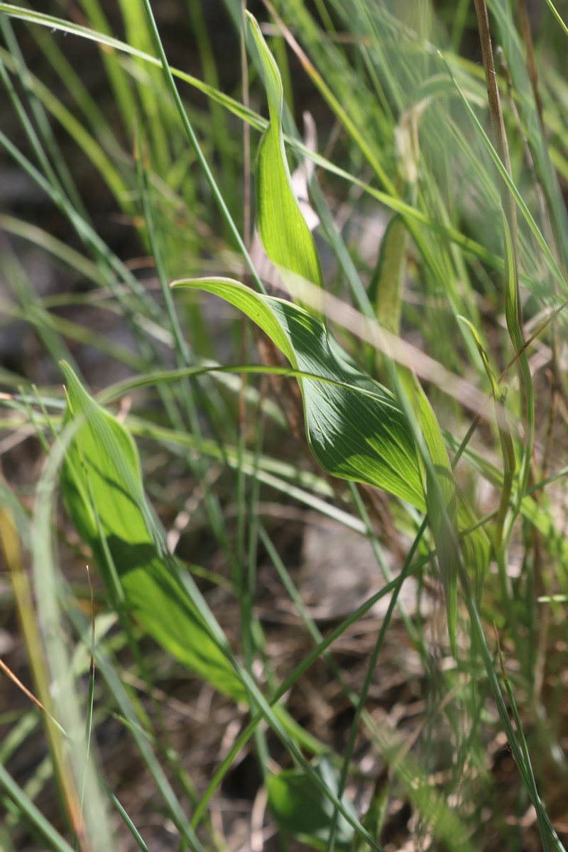 Bupleurum rigidum subsp. rigidum