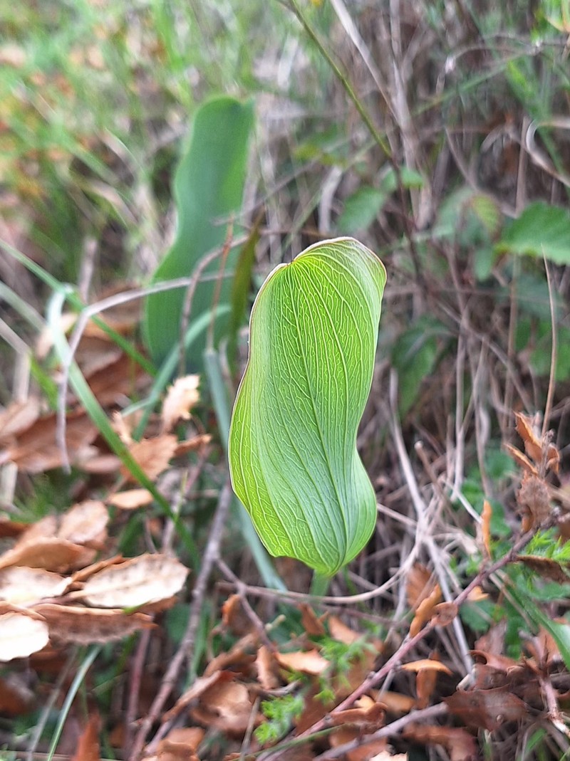 Bupleurum rigidum subsp. rigidum photo 2