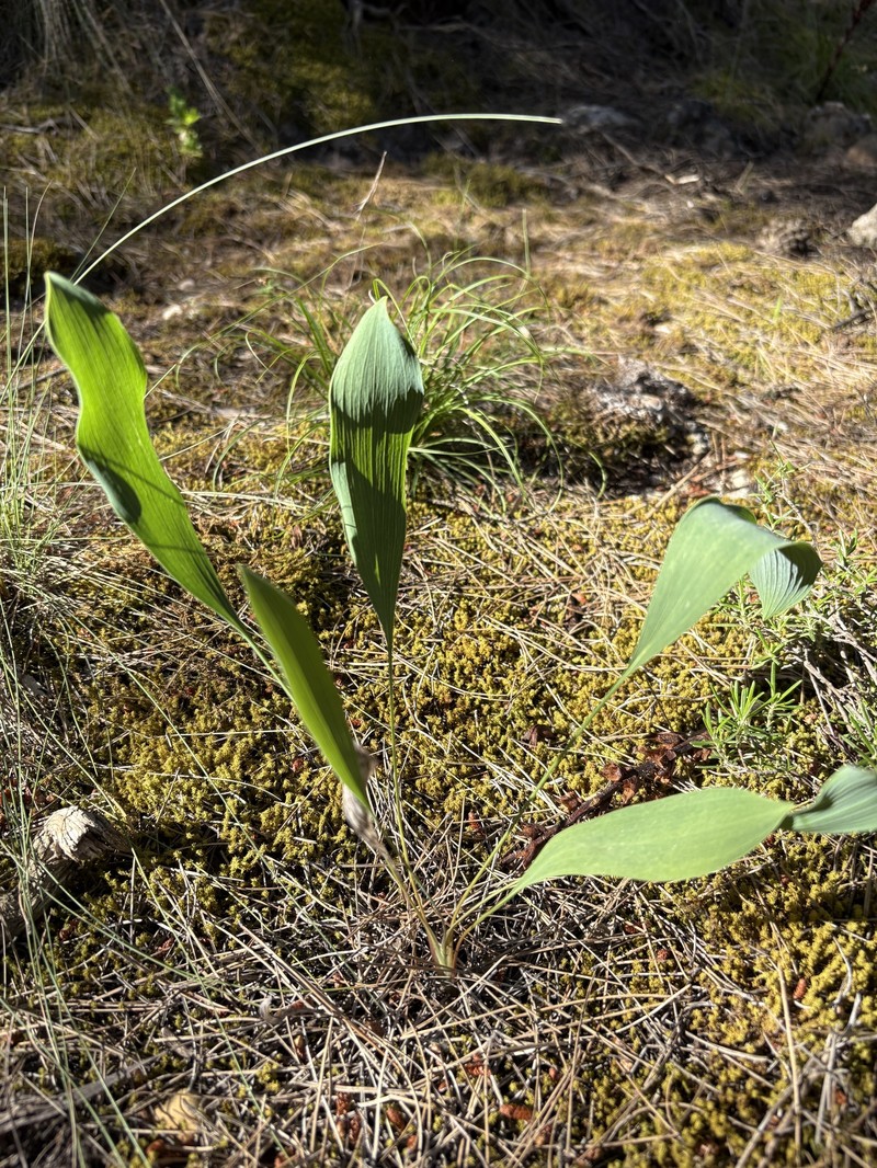 Bupleurum rigidum subsp. rigidum photo 4