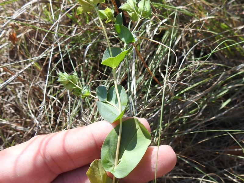 Hare's Ear photo 2