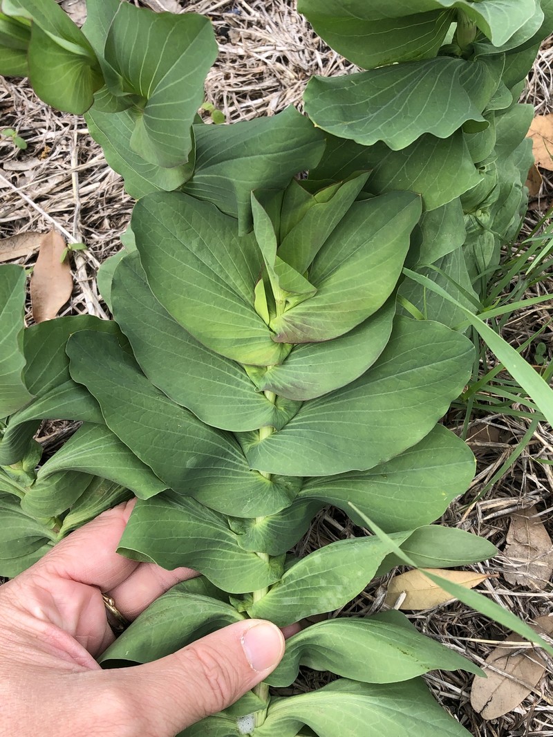 Hare's Ear photo 3
