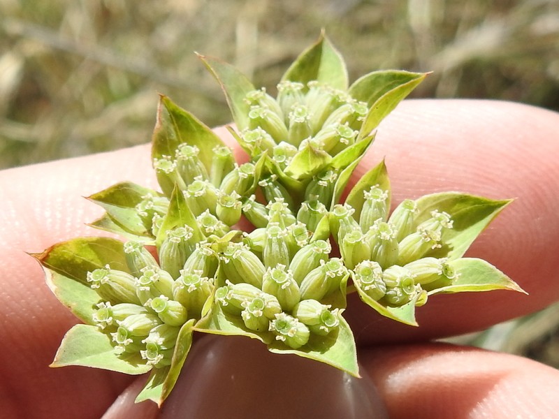Hare's Ear photo 4