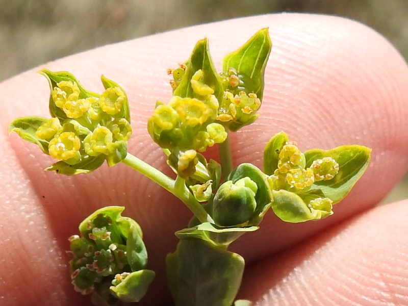 Hare's Ear photo 5