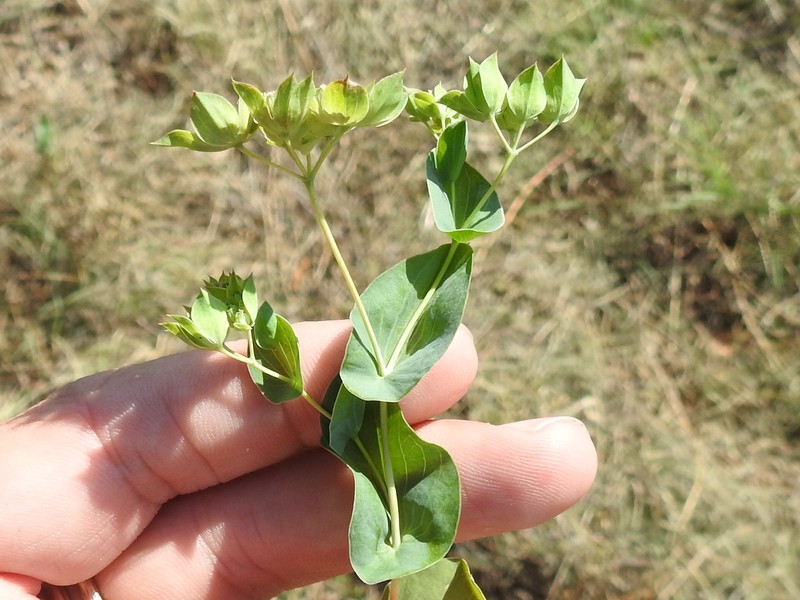Hare's Ear photo 6