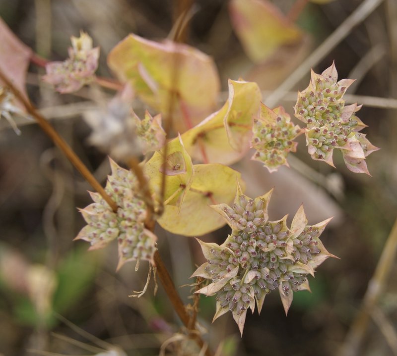 Hare's Ear photo 7