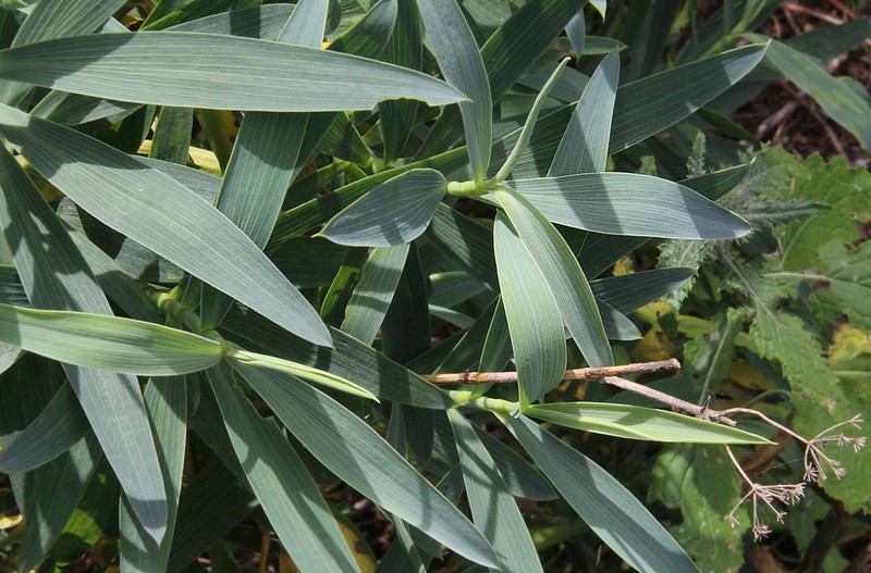 Bupleurum salicifolium subsp. salicifolium