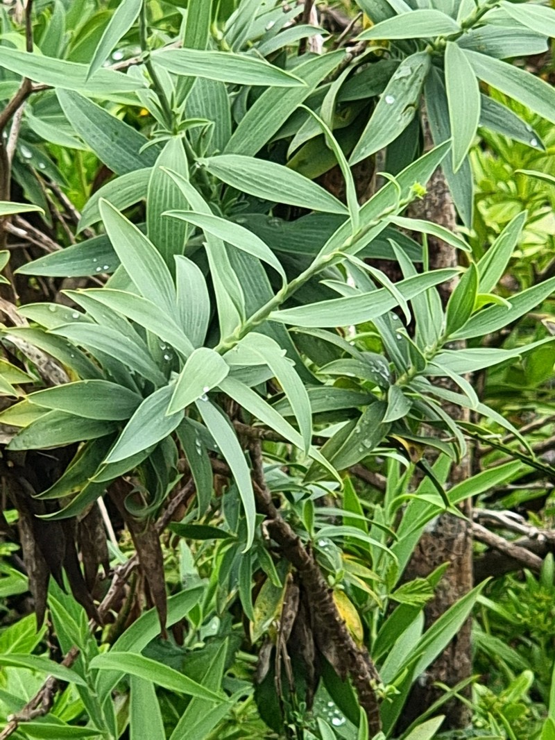 Bupleurum salicifolium subsp. salicifolium photo 2
