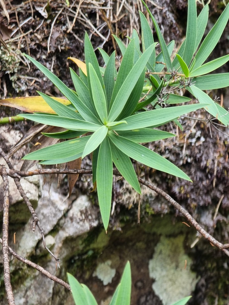 Bupleurum salicifolium subsp. salicifolium photo 3