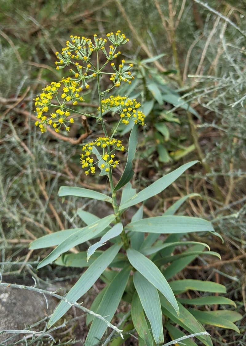 Bupleurum salicifolium subsp. salicifolium photo 4