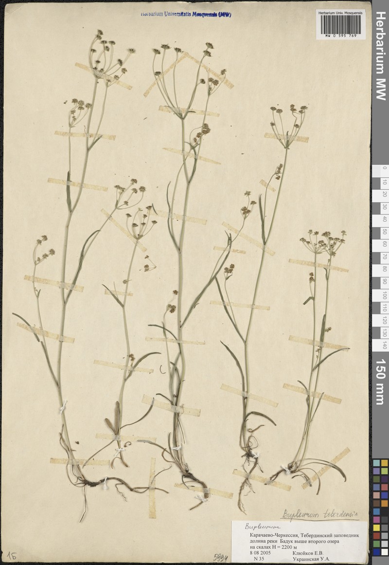 Bupleurum teberdense