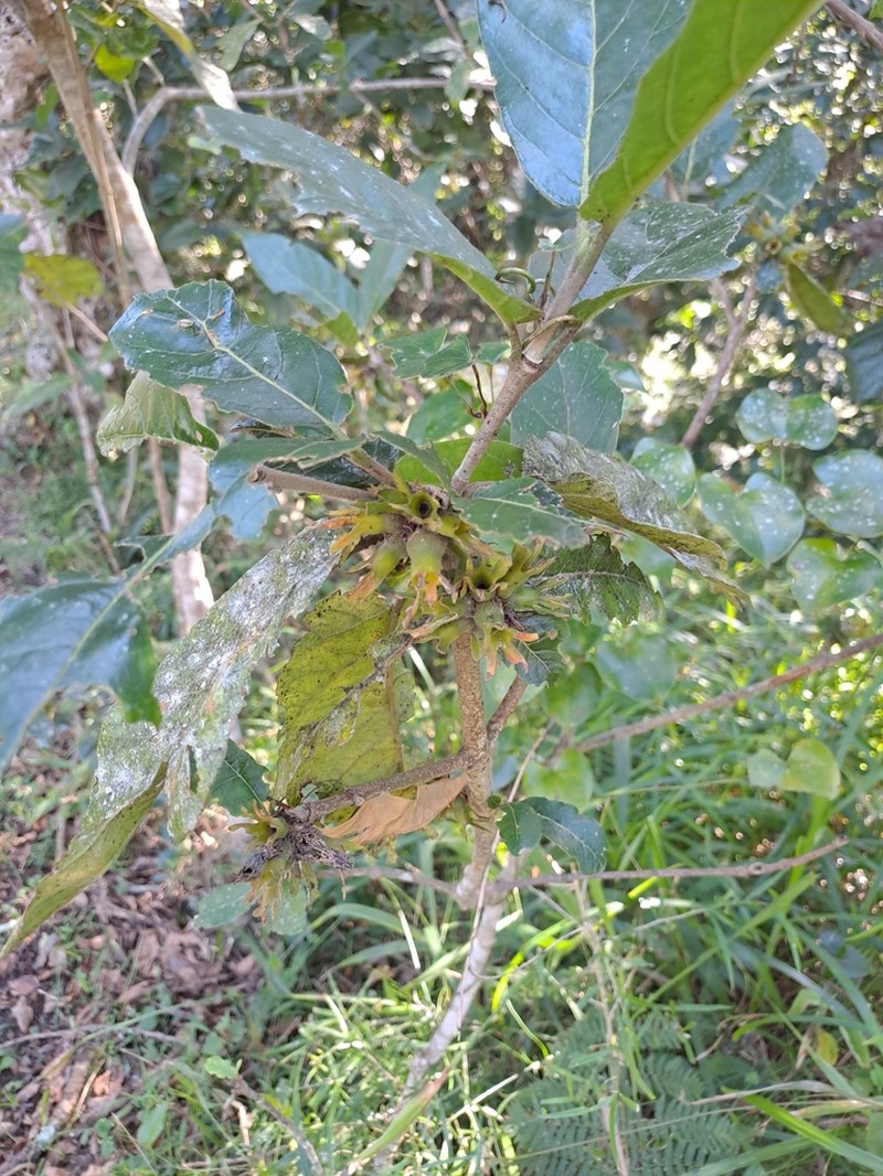 Burchellia bubalina photo 7