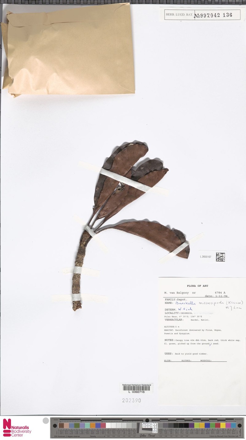 Burckella macropoda