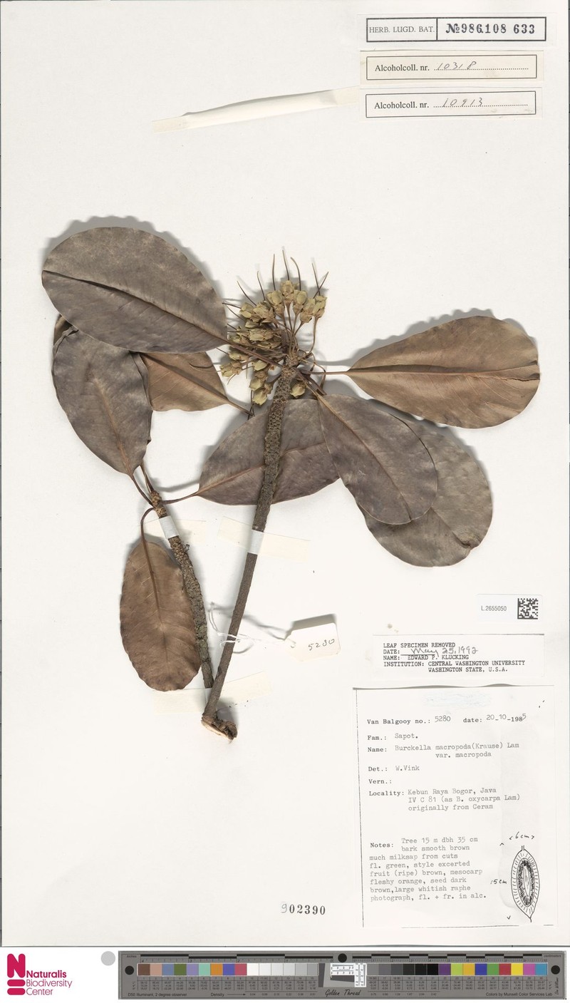 Burckella macropoda photo 3