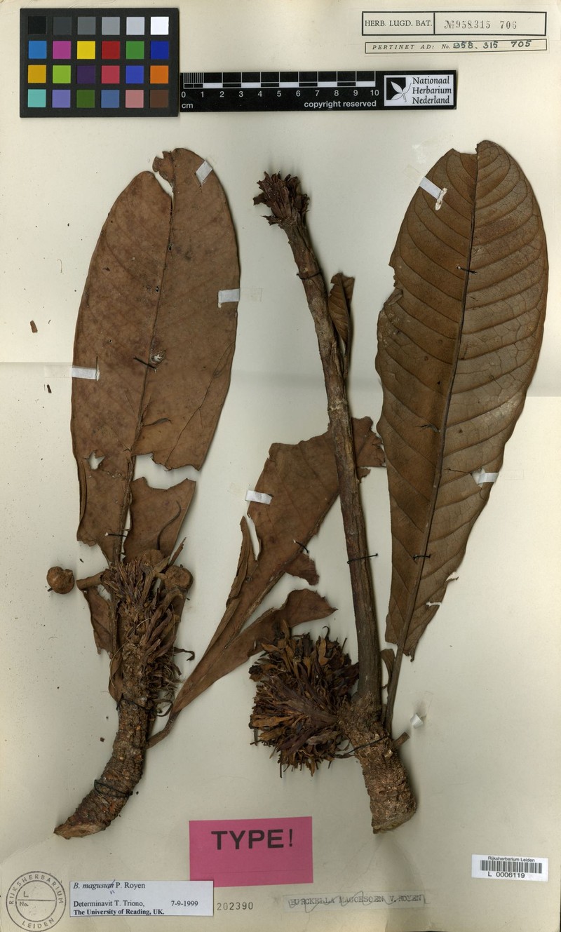 Burckella magusum