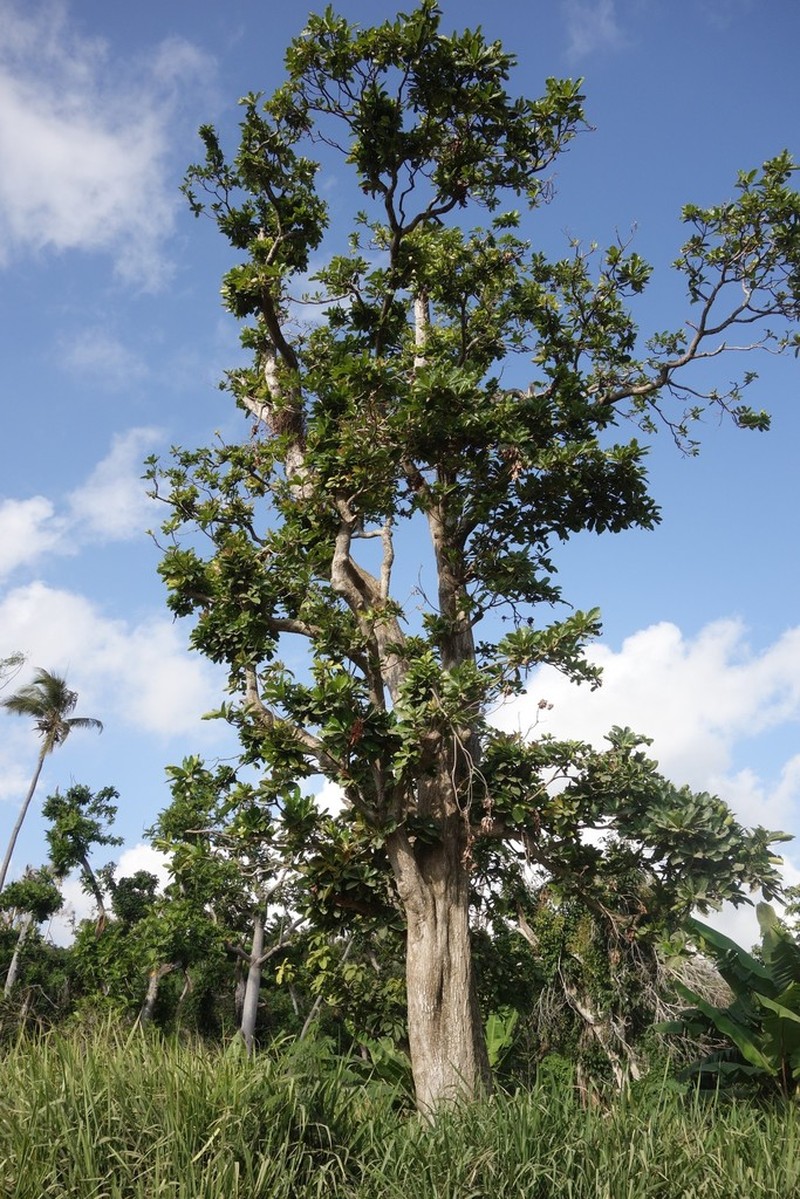 Burckella obovata photo 4