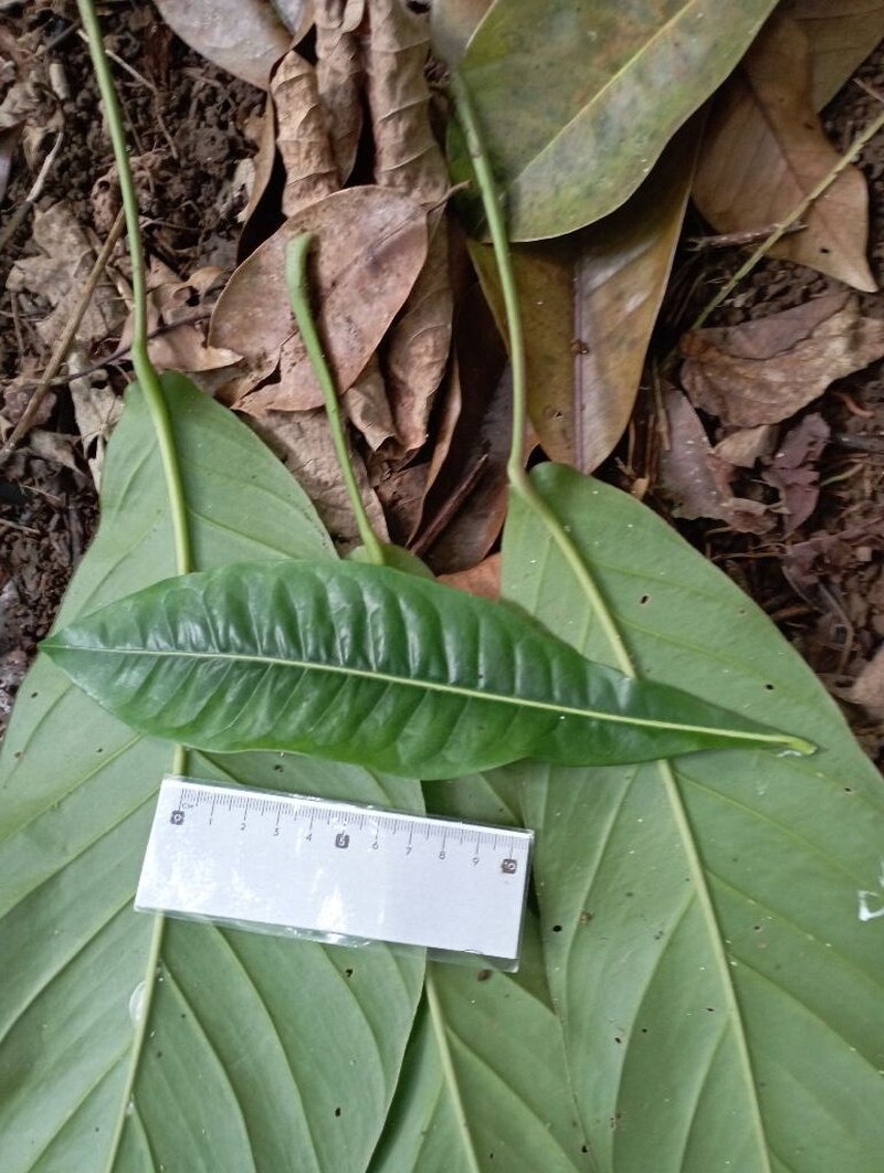 Burckella obovata photo 6