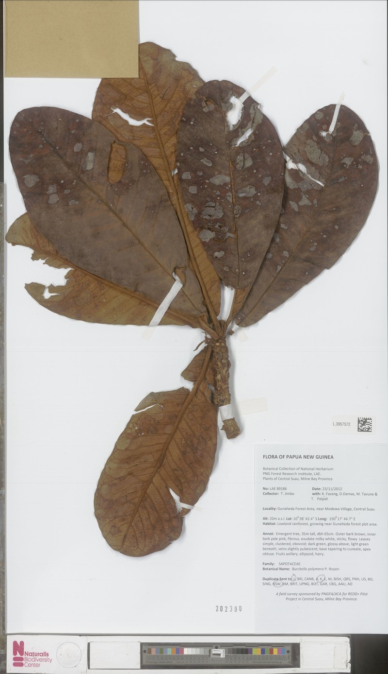 Burckella polymera
