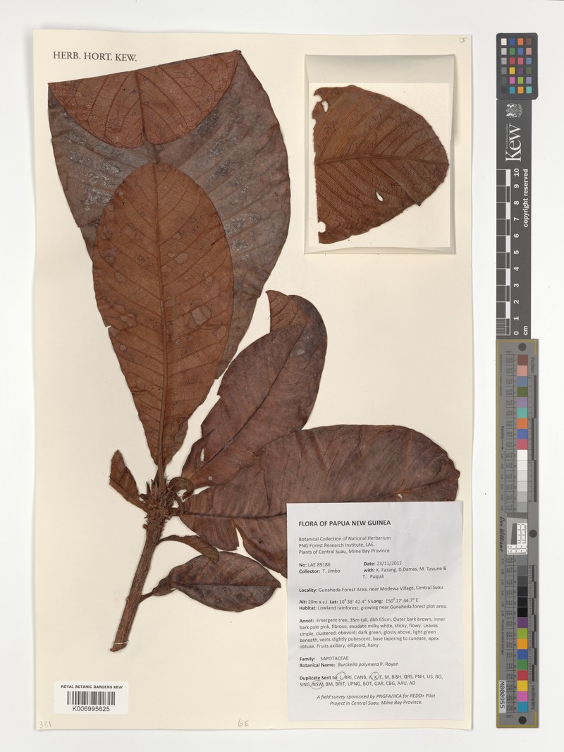 Burckella polymera photo 2