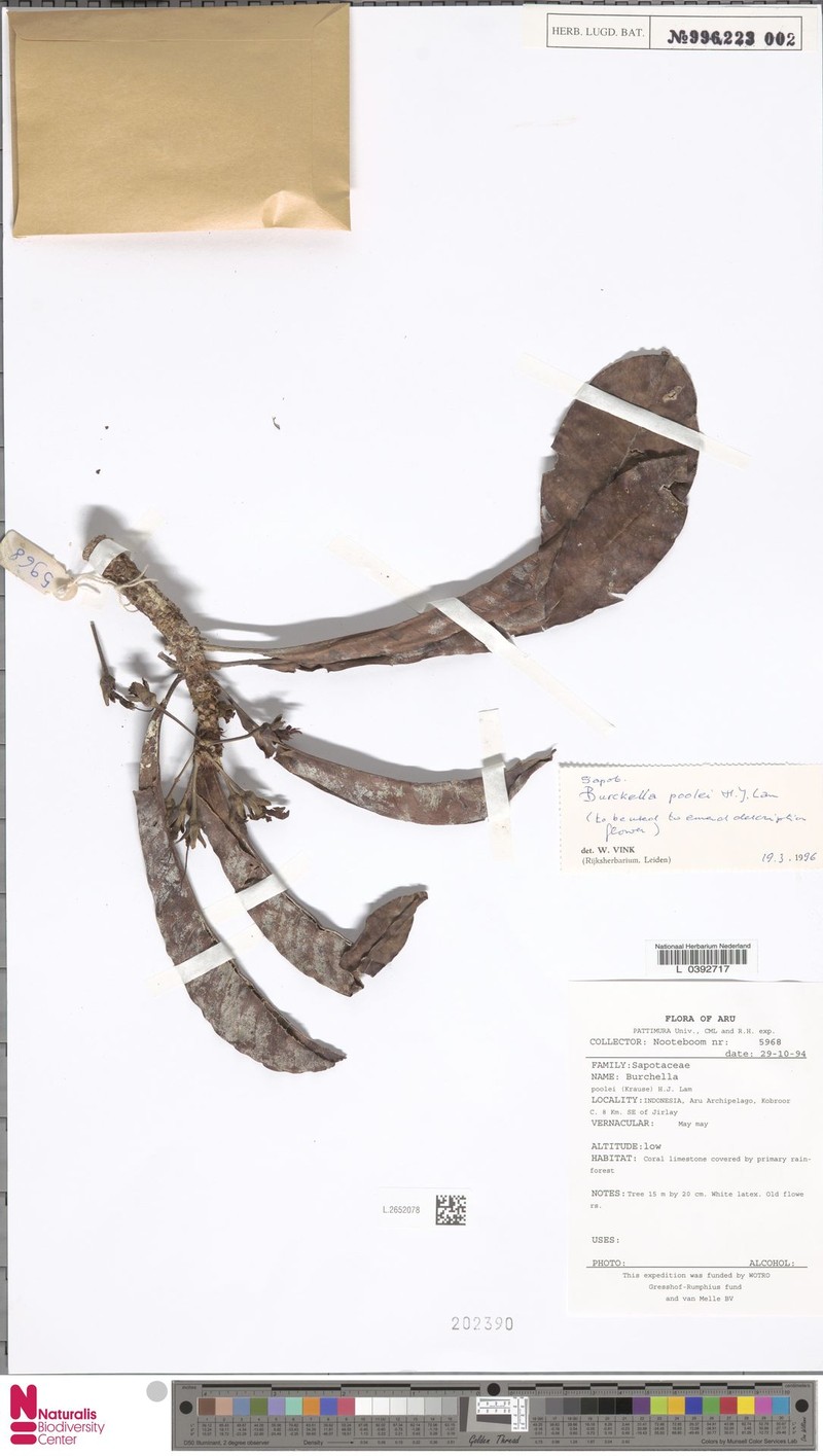 Burckella poolei