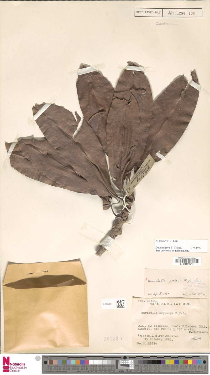 Burckella poolei photo 3