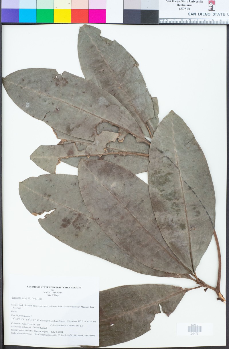 Burckella richii photo 2