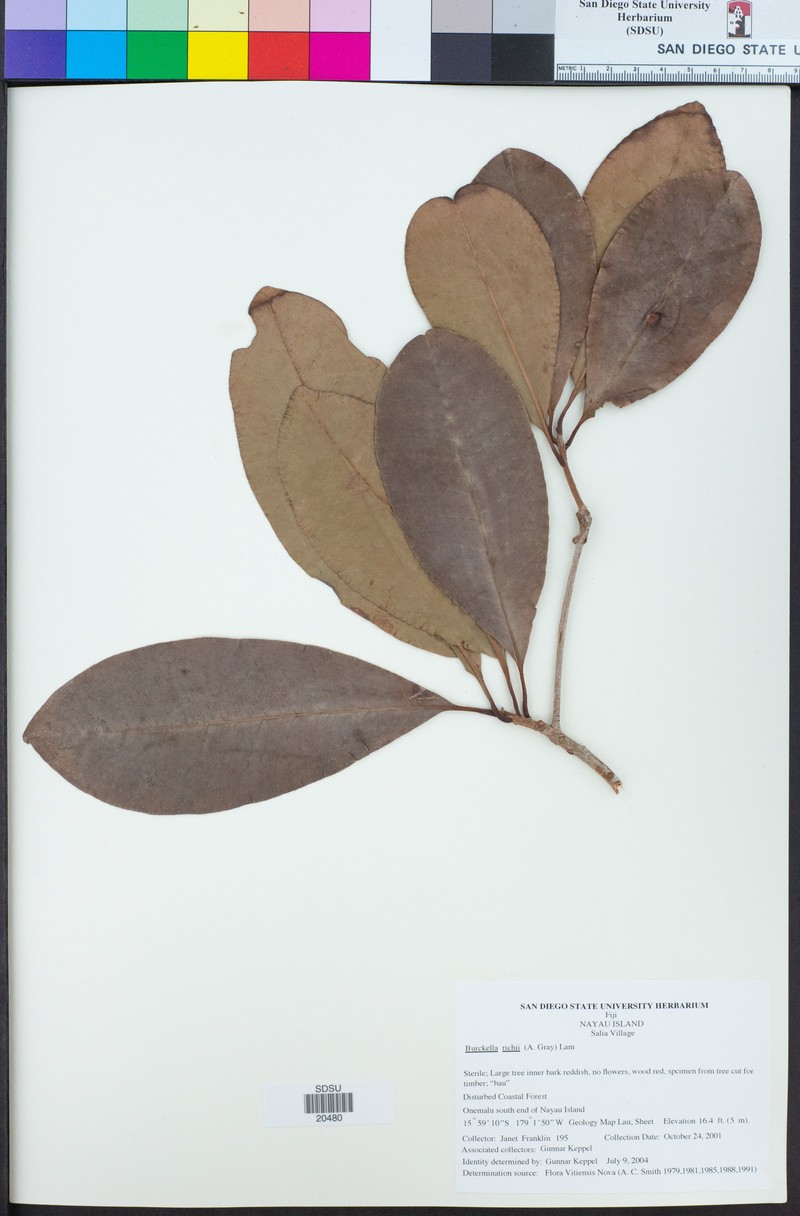 Burckella richii photo 3