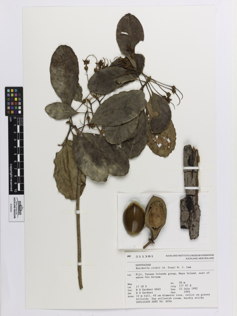 Burckella richii