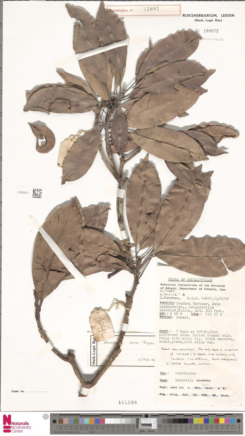 Burckella sorei