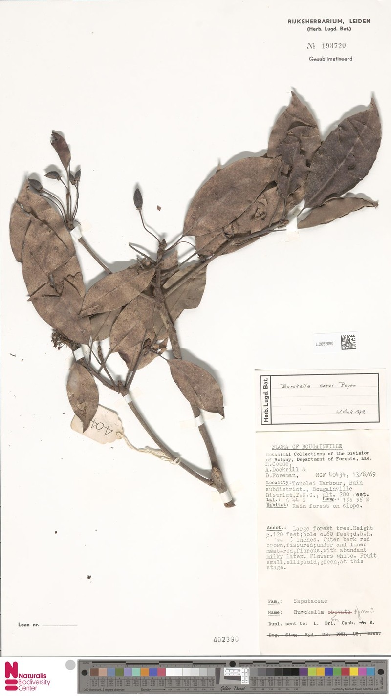 Burckella sorei photo 2