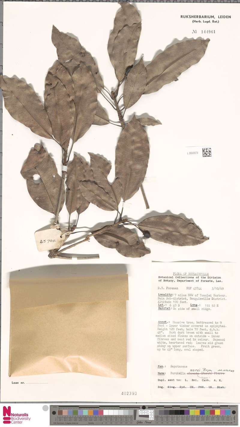 Burckella sorei photo 3