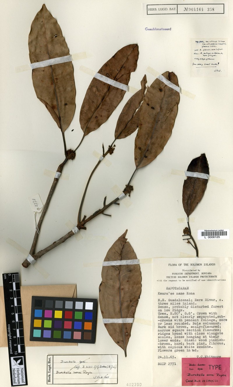 Burckella sorei photo 4