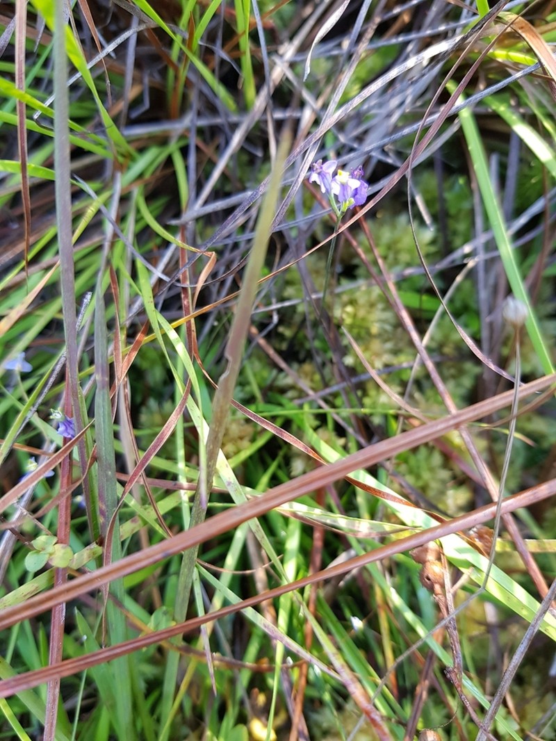 Northern Bluethread photo 6
