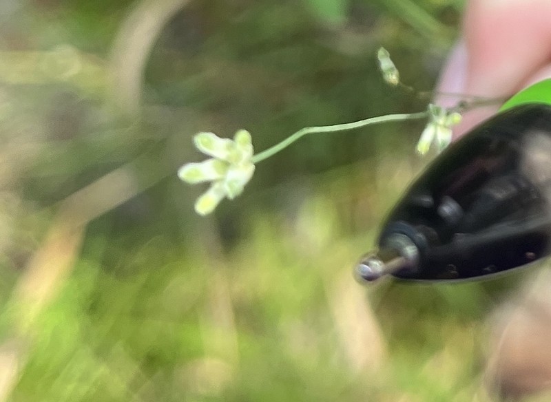 Southern Bluethread photo 5
