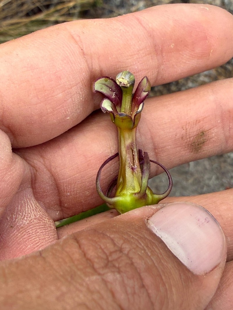 Burmeistera diazii