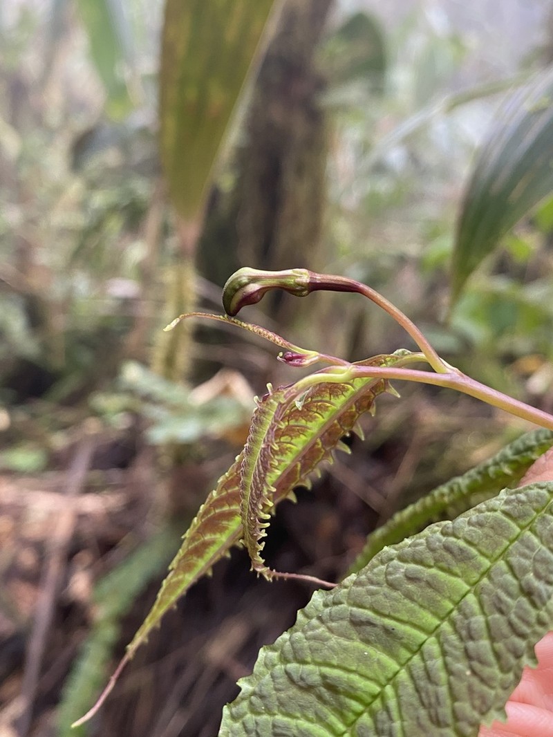 Burmeistera erosa