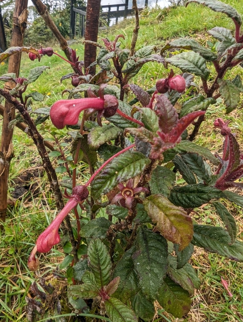 Burmeistera fuchsioides