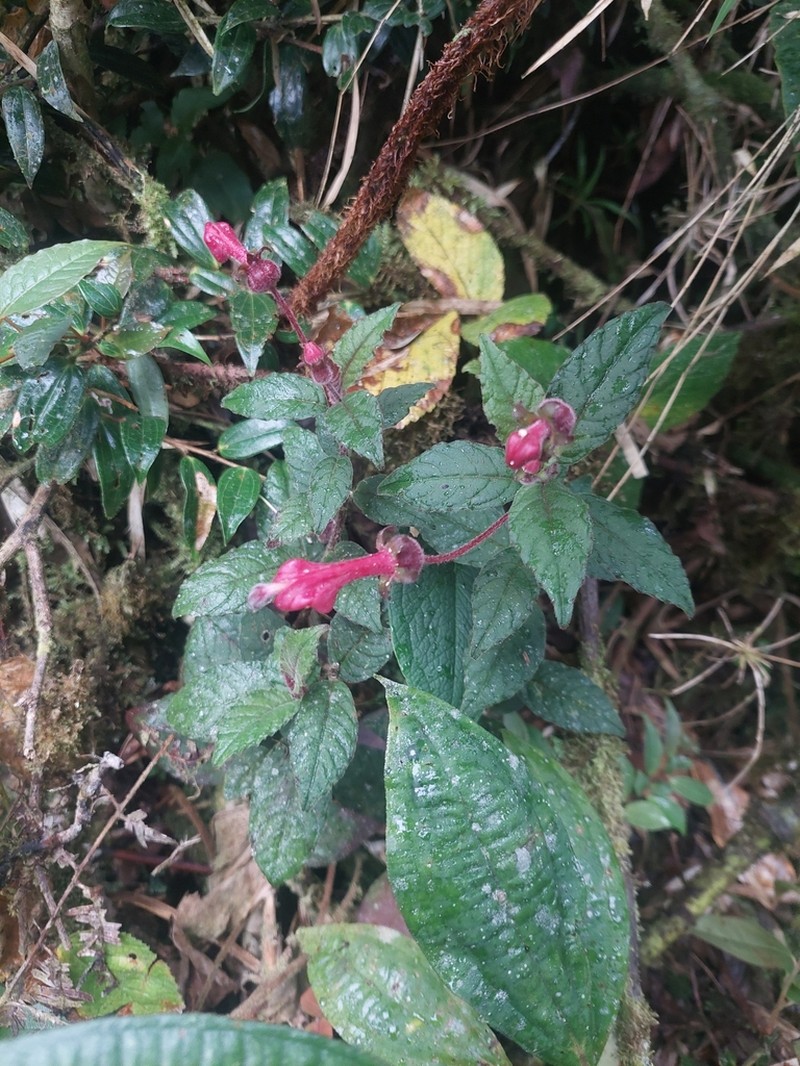 Burmeistera fuchsioides photo 2