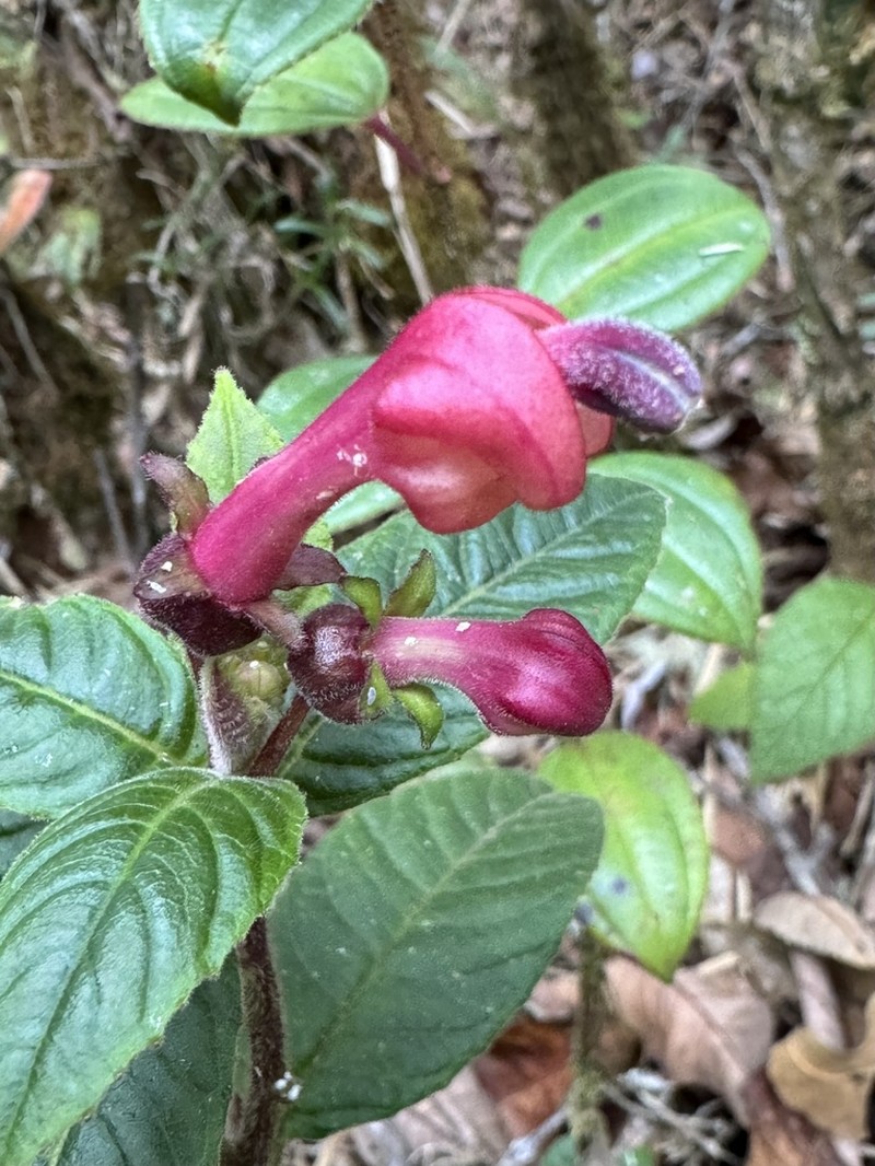 Burmeistera fuchsioides photo 3
