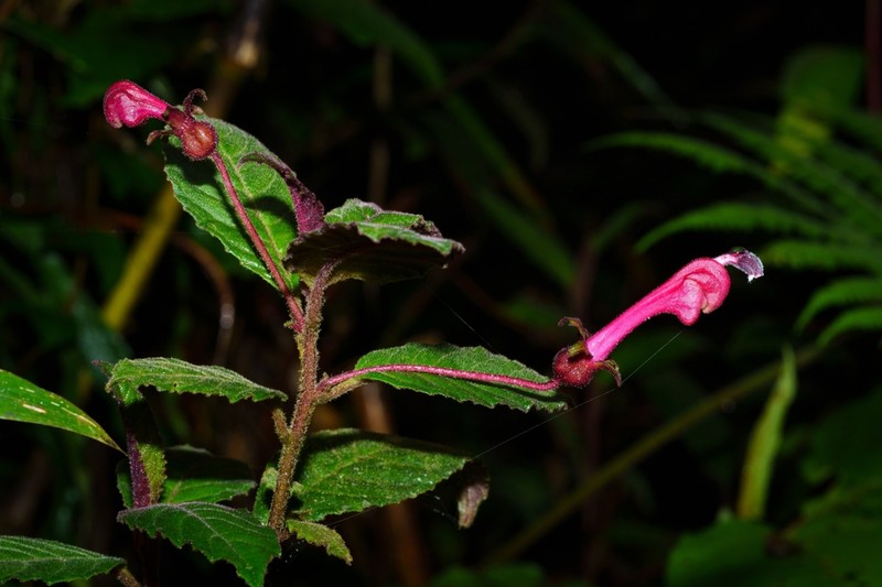 Burmeistera fuchsioides photo 4
