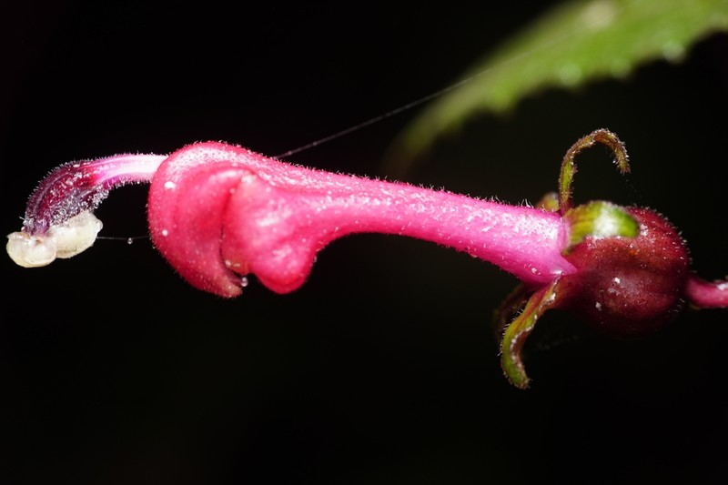 Burmeistera fuchsioides photo 5