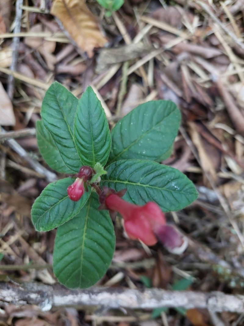 Burmeistera fuchsioides photo 6