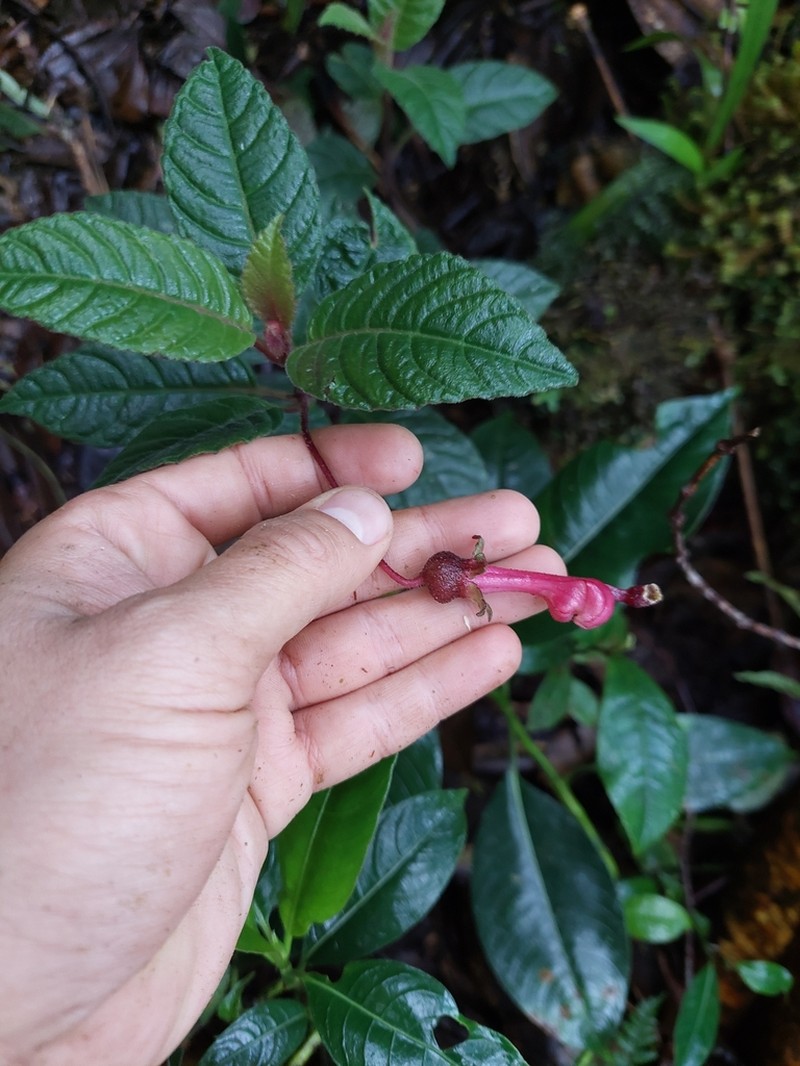 Burmeistera fuchsioides photo 7
