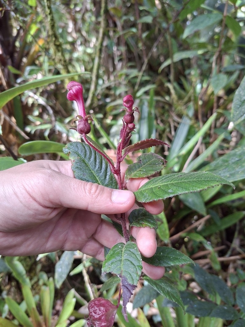Burmeistera fuchsioides photo 8