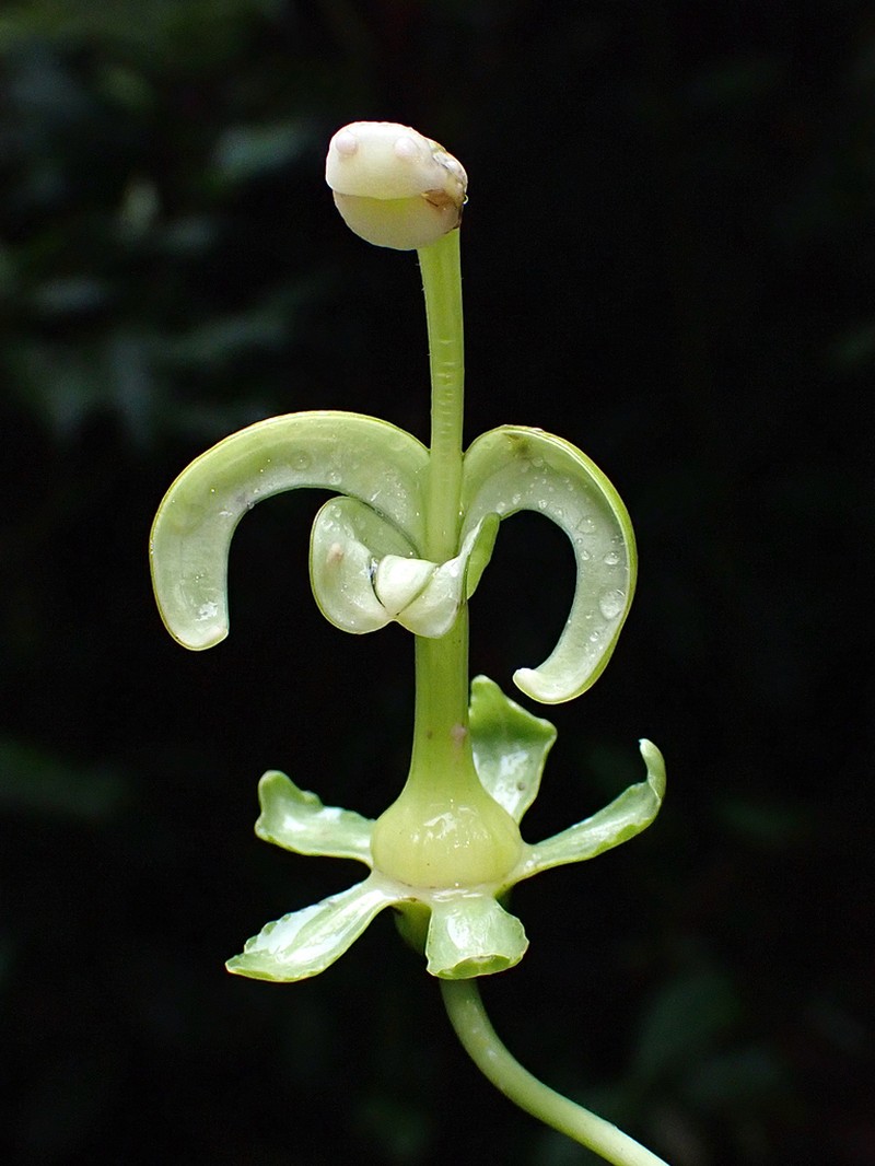 Burmeistera lingulata