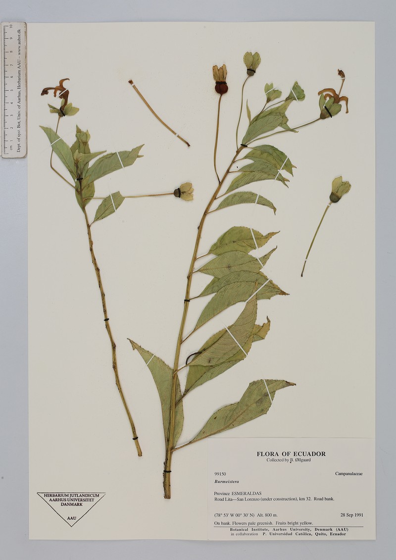 Burmeistera lingulata photo 2