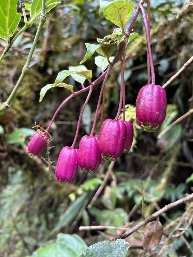 Burmeistera luciae