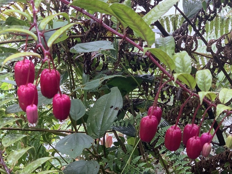 Burmeistera luciae photo 3