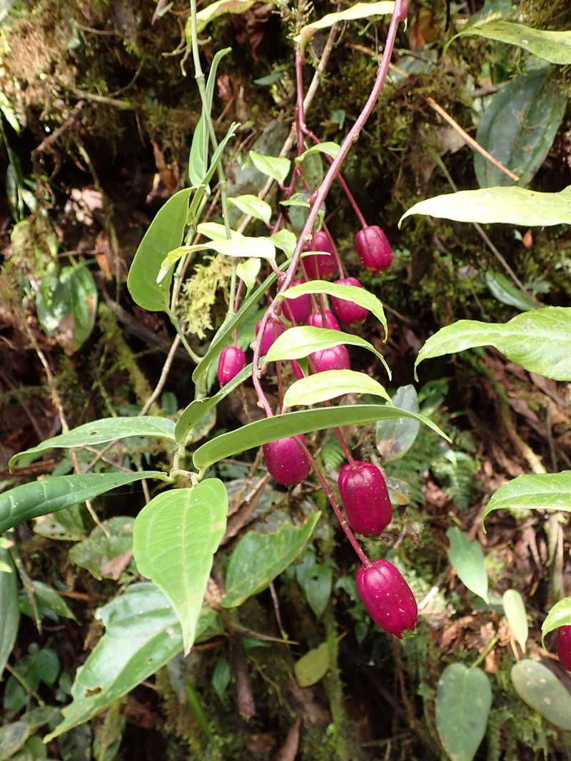 Burmeistera luciae photo 6