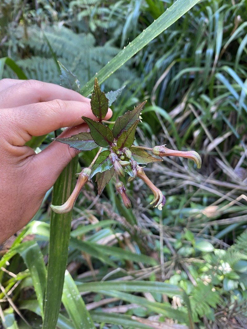 Burmeistera monroi