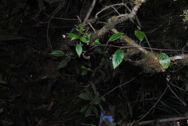 Burmeistera monroi photo 3